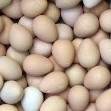 Hatchery Eggs – product photo, Eggs products found from trusted suppliers, wholesalers, manufacturers & exporters Listing