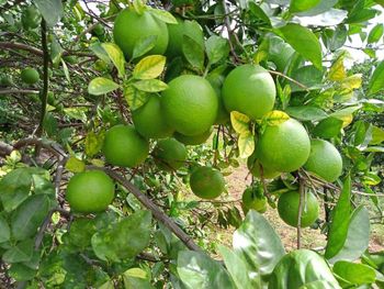 sweet lime Skin Texture Thin Color Greenish-yellow Maturity Stage Peak Maturity Surface Condition Blemish-free Juice Content Exceptionally - Steel Sync Tranding Co - India