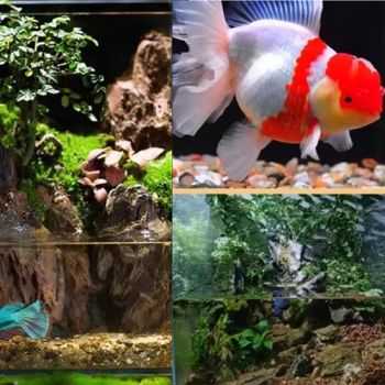 Lava Rock for Aquarium Filter Media Basalt Stone Ornamental Fish Essential Filter - Alusen(Dalian)Gardening Co., Ltd - China