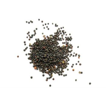 Canola seeds offered at competitive prices in bulk for global trade - MASI TRADING GMBH - Germany
