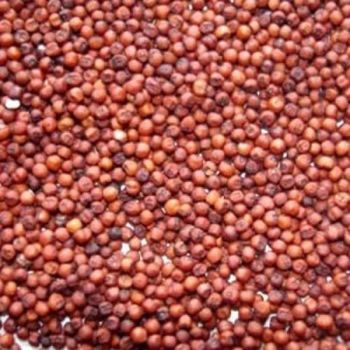 Trusted finger millet bulk sale premium ragi export ready packaging - HIGHPROFILE AGRICULTURE SERVICES LIMITED - Tanzania