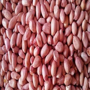 Wholesale Dried Peanuts AD Process 12 Months Shelf Life Bold Java Varieties High Quality Bulk Export Supply - TRADECENTRIC LLC - United States