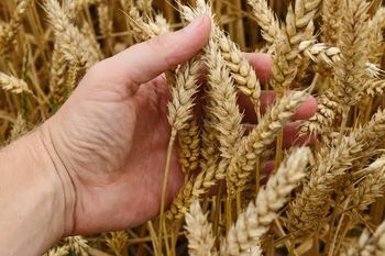 Soft wheat - Ambria Energy Commodity Network - Pakistan