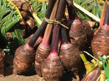 FRESH TARO Maturity Fully Mature But Not Overripe Quality Standard Premium Export Grade Taro (class I) Scientific Name Colocasia Esculenta (variety Specified By - Tove Eats Ltd - Australia