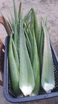 Aloe vera - Evergreen Lanka pvt ltd - Sri Lanka