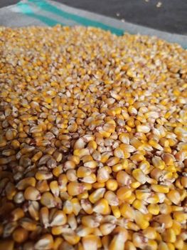 Corn kernels - Adeluve International Corn - Indonesia