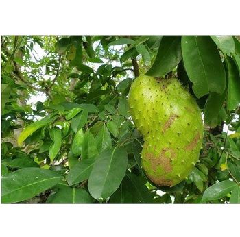 Premium IQF Frozen Soursop Fruit with Customizable Packaging Grade A Type Soursop Fruit Max. Moisture (%) 5 Vitamin Content Rich In Vitamin C -  CALIPSO POLSKA SP Z OO  - Poland