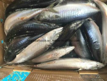 Frozen Blue Mackerel Fish/Chub Mackerel Style Whole Origin China Model NO. 022 Processing BQF HS Code 03035400 Trademark - HAIZHISHI FOOD TRADING CO., LTD. SHISHI CITY - China