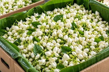 Premium Madurai Jasmine (MALLI) - ZENTRO WORLD CONNECT - India