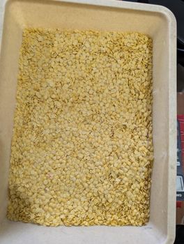 Yellow Split Lentils from Shivam Protein Products Pvt.Ltd Yellow Split Lentils - Shivam Protein Products Pvt.Ltd - India