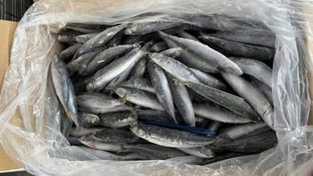 Frozen Layang Scad - Pisces Import Export Company Limited - Vietnam