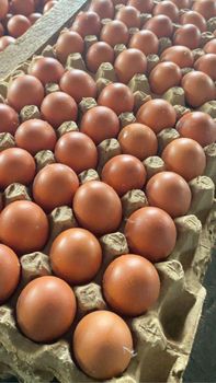 Fresh Brown Eggs - PT Exonara Global Jaya - Indonesia