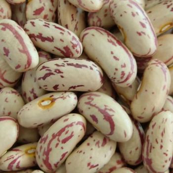 Dried Pinto Beans Mottled Kidney Beans Common Cultivation Bulk Packing for Canned Food - TRADECENTRIC LLC - United States