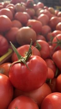 Tomatoe from Green paliz kerman Tomatoe – product photo, Fresh Cherry Tomatoes products found from trusted suppliers, wholesalers, manufacturers & exporters Listing