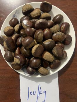 Sweet Chestnuts - Taian Yihang food Co,Ltd - China