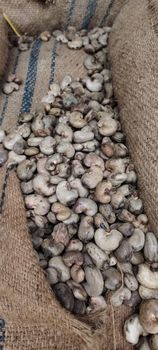 Raw cashew from NATIONS FARMERS LTD Raw cashew - NATIONS FARMERS LTD - Nigeria
