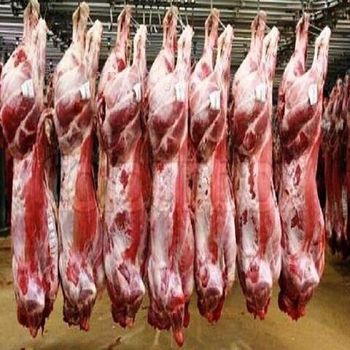 Buffalo Meat HALAL FROZEN BONELESS CARCASS BEEF from GOLDEN STAR BV Buffalo Meat HALAL FROZEN BONELESS CARCASS BEEF - GOLDEN STAR BV - South Africa