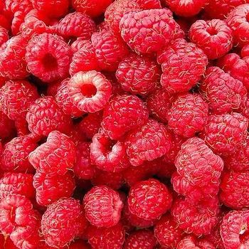 China factory frozen raspberry whole frozen blackberry IQF fruits - Qingao Harthn-Ritune Corp., Ltd. - China