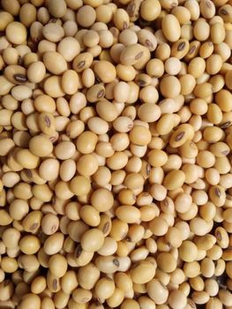 Non-GMO Soybean Seeds – Premium Quality, High Yield & Natural Farming - THE GREEN INTERNATIONAL LIMITED - Tanzania