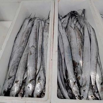 Whole Round Frozen Ribbon Fish - Haider Enterprises - Pakistan