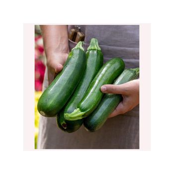 100% Natural Grown Organic Fresh Cucumber Fresh vegetables Zucchini Squash for food service for export - Queen Tiye for Import and Export Food Staff - Egypt