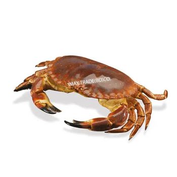 Best Price High Quality Export Oriented Wholesale Cheap Price Fresh Red Swimming Crab For Sale Frozen Crabs From Bangladesh - MAX TRADE (BD) CO. - Bangladesh