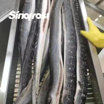 Top-Quality Frozen Gutted Eel IQF, Wr (whole round) for Bulk Buyers Varieties: Anguilla Rostrata/Anguilla Japonica - XIAMEN SINOFROST CO., LTD. - China