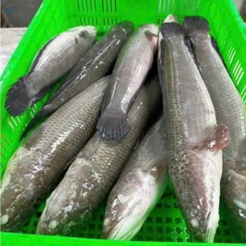 Snakehead Fish -  Huvy Export Import Co., Ltd.  - Vietnam
