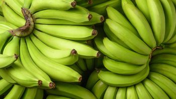 Cavendish Banana from Onkar Cavendish Banana - Onkar - India
