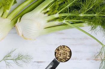 Egyptian Fennel for Export - Elite Pro - Egypt