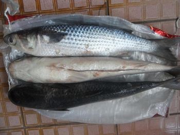Frozen Grey Mullet Whole Fish Blue Spot Fresh Seafood Wholesale Top Grade Trans-Fat Free Vacuum Pack Gutted - TRADECENTRIC LLC - United States