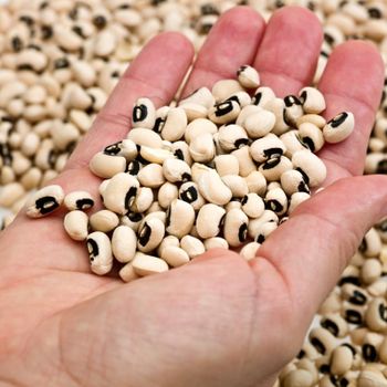 Highest quality Natural Dry Black eye Beans Madagascar Product Bulk Black eye Kidney Bean for food - EXPO COMMODITIES (VIET NAM) COMPANY LIMITED - Vietnam