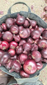 Fresh red onions - AL-SEDIK FOR FRUITS AND VEGETABLE EXPORT AND TRADING - Egypt