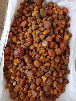 High quality cow Bezoar Gallstones for sale-Natural sourcing Quality A Size 3g-50g Color yellow Certification HACCP Shelf Life - THE GREEN INTERNATIONAL LIMITED - Tanzania