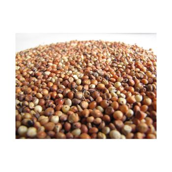 Bulk sorghum grains wholesale available at cheap factory price - MASI TRADING GMBH - Germany