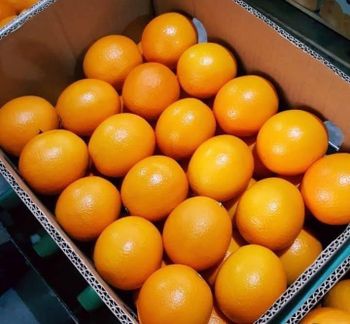 Premium Fresh Navel and Valencia Oranges - SILVERSTONE IMPORT AND EXPORT LIMITED - Tanzania