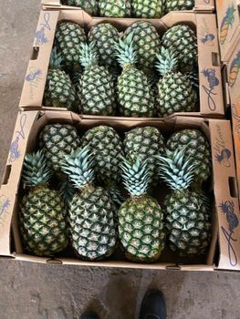 MD2 Fresh Pineapples - ART LOG MAROC - France