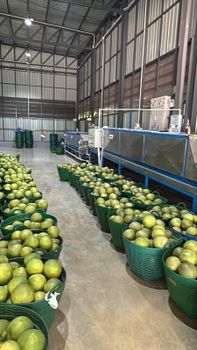 Pomelo Shelf Life 30-60 Days Packing Weight 16 Kgs/box Total Load Weight 18,624 Kgs Fruit To Peel Ratio 65% - R Cube Thailand - Thailand