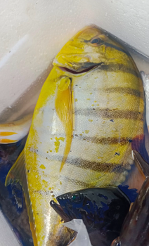FROZEN ROBINSON FISH - HIGH QUALITY Type Frozen - PT Savya Coco Provita - Indonesia
