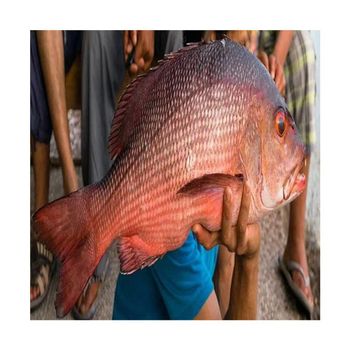 Frozen Red Snapper Emperor Fish Flavor Mild Texture Firm Origin Thailand Meat Color White Grade AA, Premium Place of Origin THAILAND -  DAEWKAEW PANTAMANG Co., Ltd - Thailand