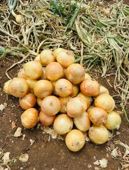 Fresh Onion – product photo, Fresh Shallot Onion products found from trusted suppliers, wholesalers, manufacturers & exporters Listing