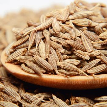 Premium Indian Cumin Seeds S99 – Export Quality - Parmar consultancy  - India