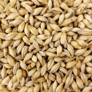 Export Grade Malt Barley Bulk Sale With Fast Delivery And Reliable Supply - MASI TRADING GMBH - Germany