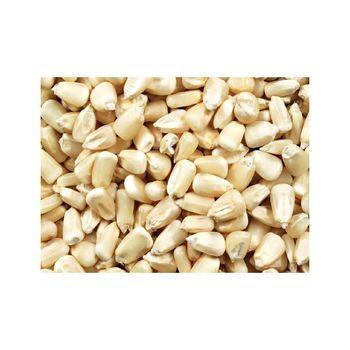 Bulk white maize for sale ideal for wholesalers and distributors - Starmark Company Limited - Tanzania