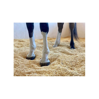 Pine Wood Shavings for Horse Bedding/Pine Sawdust for Horse / Pine Wood Shaving for Poultry Farm - FK GLOBAL TRADING - Netherlands