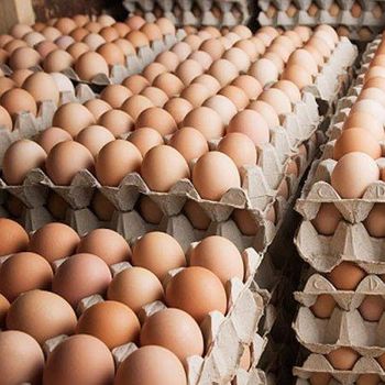 Fresh Chicken Eggs - BF GLOBAL TRADING (PTY) LTD - South Africa