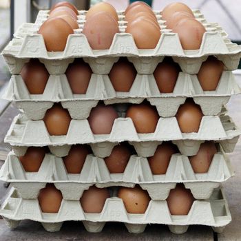 Fresh Table Eggs With Natural Feed Rich In Vitamins High Quality Table Eggs Delivered Direct From Farm - malter group - Tanzania