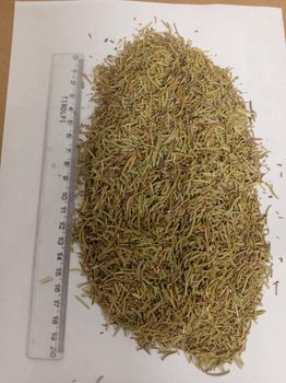 Rosemary - Herbarium - Poland