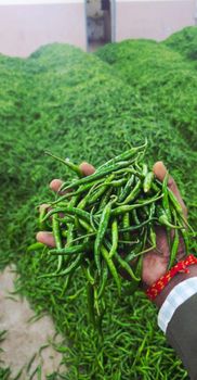 Green chilli pepper Origin Maharashtra Packaging 4 Kg Box Minimum Order Quantity 10 - SRS Export  - India