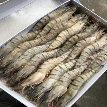 Frozen Prawns Nutrient Rich Seafood Selection With 95% Natural Content For Seafood Wholesalers And Bulk Purchasers - TOSOH INTERNATIONAL - South Africa